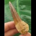 6.6 cm brown tooth of the Spinosaurus