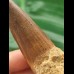 6.6 cm brown tooth of the Spinosaurus
