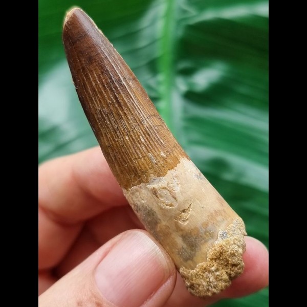 6.6 cm brown tooth of the Spinosaurus