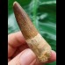 6.6 cm brown tooth of the Spinosaurus