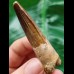 6.6 cm brown tooth of the Spinosaurus