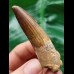 6.6 cm brown tooth of the Spinosaurus