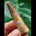 6.6 cm brown tooth of the Spinosaurus