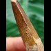 6.6 cm brown tooth of the Spinosaurus