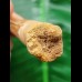 6.6 cm brown tooth of the Spinosaurus