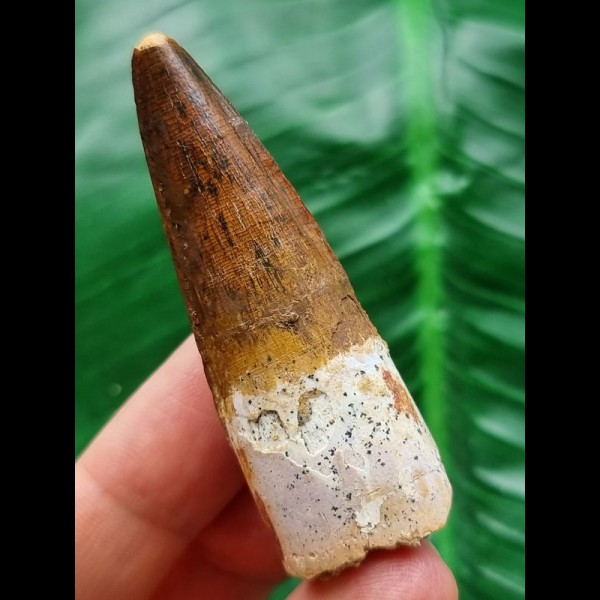 5.9 cm brown tooth of the Spinosaurus