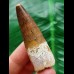5.9 cm brown tooth of the Spinosaurus