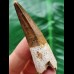 5.9 cm brown tooth of the Spinosaurus