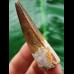5.9 cm brown tooth of the Spinosaurus