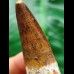 5.9 cm brown tooth of the Spinosaurus