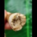 5.9 cm brown tooth of the Spinosaurus