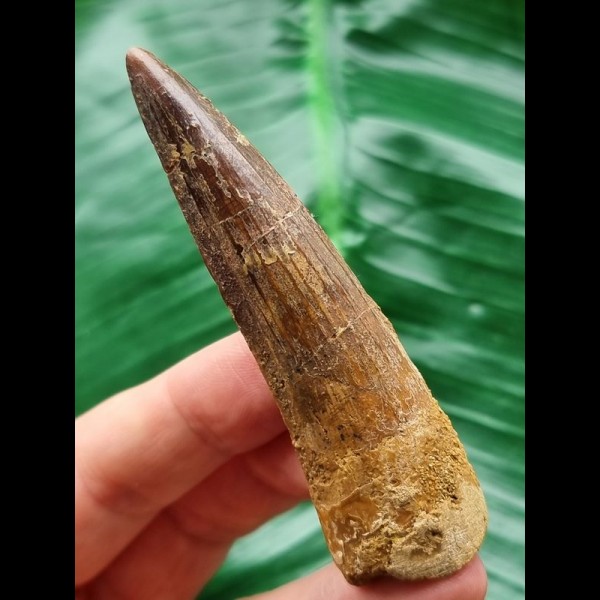 7.8 cm beautiful brown tooth of the Spinosaurus