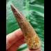 7.8 cm beautiful brown tooth of the Spinosaurus