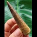 7.8 cm beautiful brown tooth of the Spinosaurus