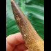 7.8 cm beautiful brown tooth of the Spinosaurus