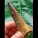 7.8 cm beautiful brown tooth of the Spinosaurus