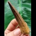 7.8 cm beautiful brown tooth of the Spinosaurus
