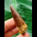 5,0 cm dunkler Zahn des Spinosaurus