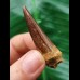 5,0 cm dunkler Zahn des Spinosaurus