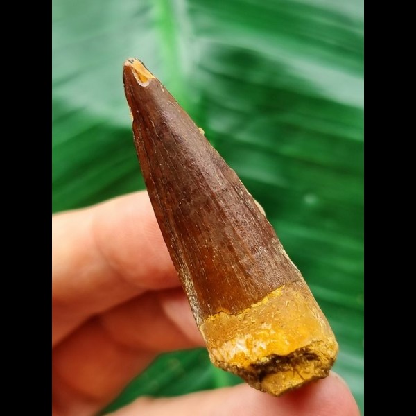 5,0 cm dunkler Zahn des Spinosaurus