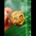 5,0 cm dunkler Zahn des Spinosaurus