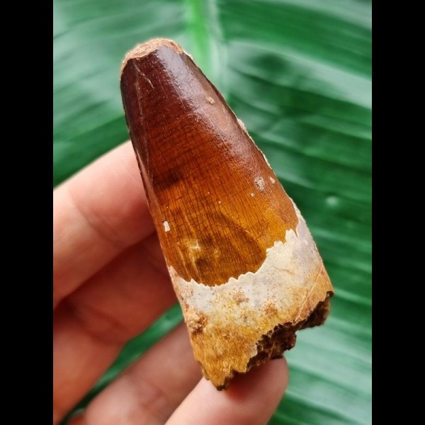 5.7 cm massive tooth of the Spinosaurus