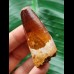 5.7 cm massive tooth of the Spinosaurus