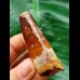 5.7 cm massive tooth of the Spinosaurus