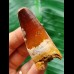 5.7 cm massive tooth of the Spinosaurus