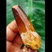 5.7 cm massive tooth of the Spinosaurus