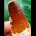 5.7 cm massive tooth of the Spinosaurus