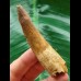 7.5 cm beautifully patterned tooth of the Spinosaurus