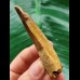 7.5 cm beautifully patterned tooth of the Spinosaurus