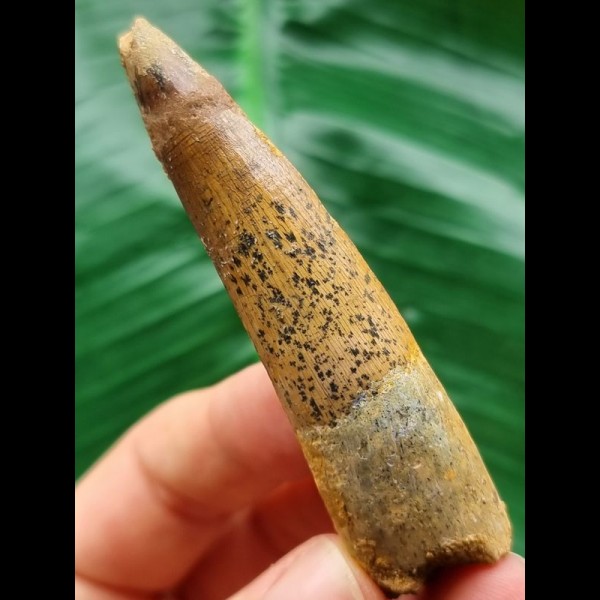 7.5 cm beautifully patterned tooth of the Spinosaurus