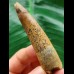 7.5 cm beautifully patterned tooth of the Spinosaurus