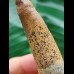 7.5 cm beautifully patterned tooth of the Spinosaurus