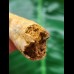 7.5 cm beautifully patterned tooth of the Spinosaurus