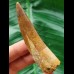 7,8 cm gebogener brauner Zahn des Spinosaurus