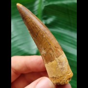 7,8 cm gebogener brauner Zahn des Spinosaurus