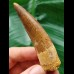 7,8 cm gebogener brauner Zahn des Spinosaurus
