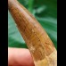 7,8 cm gebogener brauner Zahn des Spinosaurus