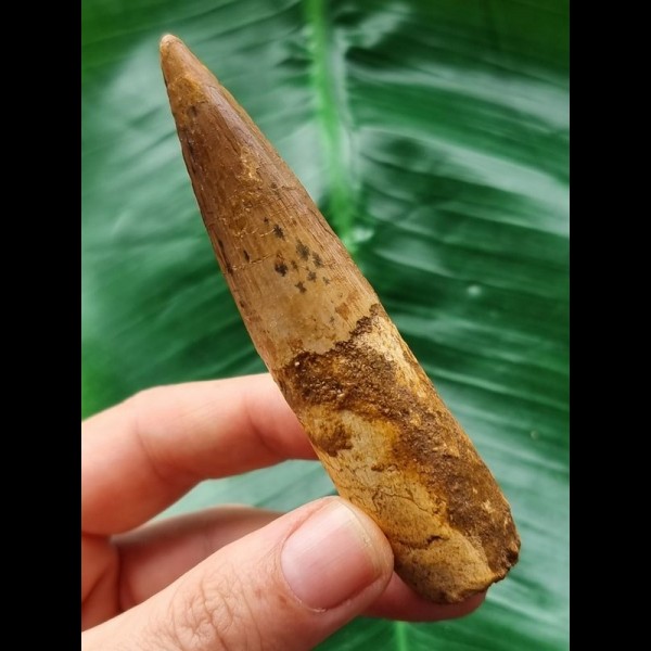 9.6 cm brown tooth of the Spinosaurus