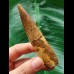 9.6 cm brown tooth of the Spinosaurus