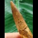 9.6 cm brown tooth of the Spinosaurus