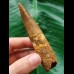 9.6 cm brown tooth of the Spinosaurus