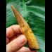 9.6 cm brown tooth of the Spinosaurus
