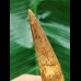 9.6 cm brown tooth of the Spinosaurus