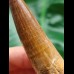 8,0 cm schön erhaltener Zahn des Spinosaurus