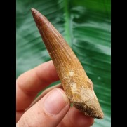 8,0 cm schön erhaltener Zahn des Spinosaurus
