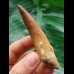 8,0 cm schön erhaltener Zahn des Spinosaurus